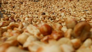 Specialty Green Coffee Producers and Traders - Coffee from El Salvador